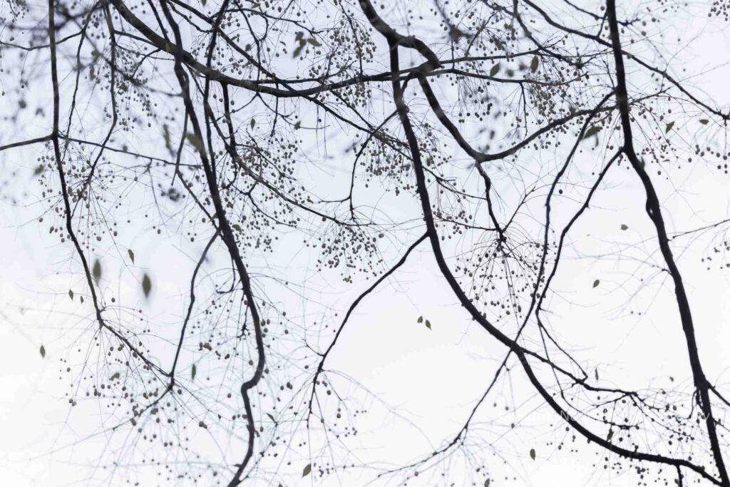 野口克美_還愚01