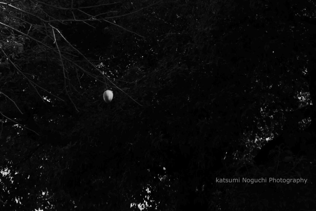 野口克美_還愚04